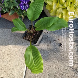 Hosta Frisian Elegance