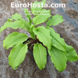 Hosta Frisian Elegance