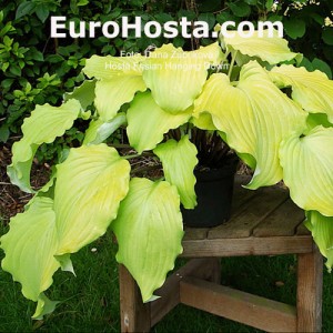 Hosta Frisian Hanging Down