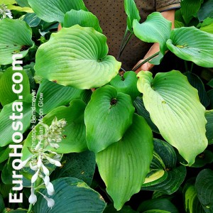 Hosta Frisian Moon Glow 