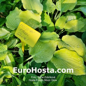 Hosta Frisian Moon Glow 