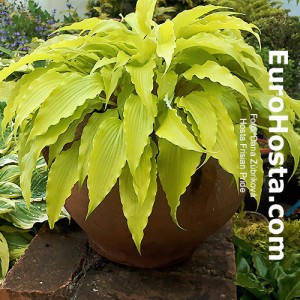 Hosta Frisian Pride