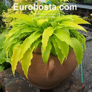 Hosta Frisian Pride