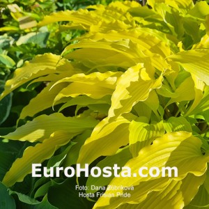 Hosta Frisian Pride