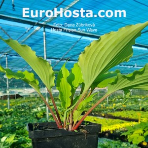 Hosta Frisian Sun Wave
