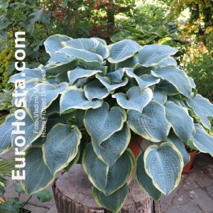 Hosta Frosted Dimples - Eurohosta