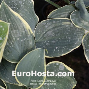 Hosta Frosted Dimples - Eurohosta