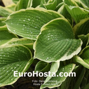 Hosta Frosted Jade - Eurohosta