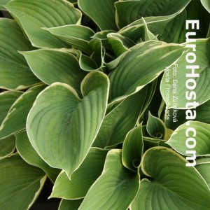 Hosta Frosted Jade - Eurohosta