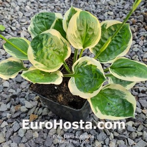 Hosta Fruit Loop