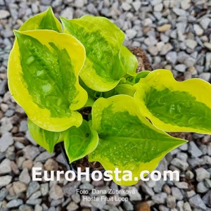 Hosta Fruit Loop