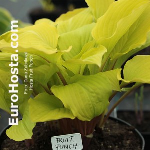 Hosta Fruit Punch