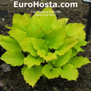 Hosta Fruit Punch