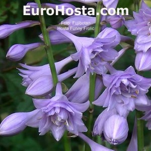 Hosta Fujibotan