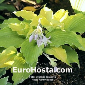 Hosta Funny Bones