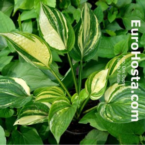 Hosta Futura