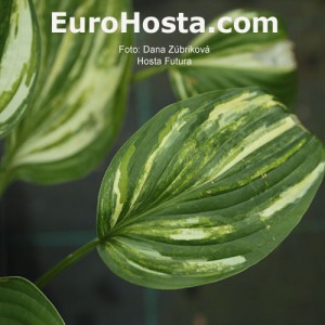 Hosta Futura