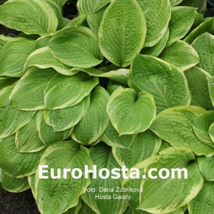 Hosta Gaiety - Eurohosta