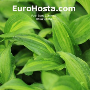 Hosta Geisha - Eurohosta