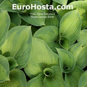 Hosta George Smith - Eurohosta