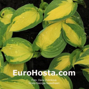 Hosta Georgia Sweetheart - Eurohosta