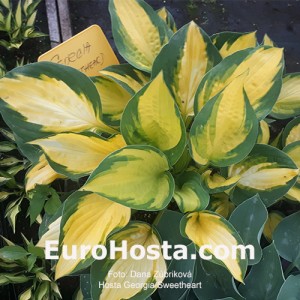 Hosta Georgia Sweetheart - Eurohosta