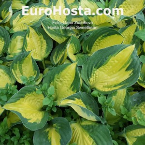 Hosta Georgia Sweetheart - Eurohosta