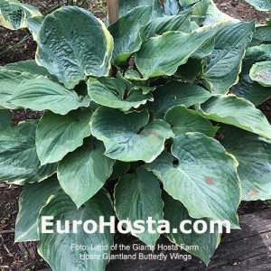 Hosta Giantland Butterfly Wings