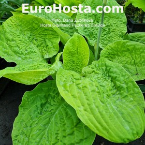 Hosta Gianltand Puckered Crevice