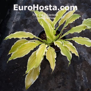 Hosta Gila River