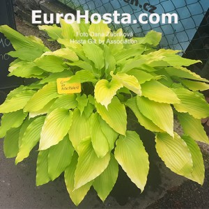 Hosta Gilt by Association - Eurohosta