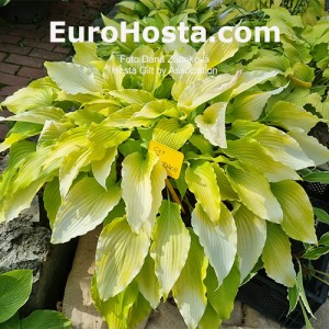 Hosta Gilt by Association