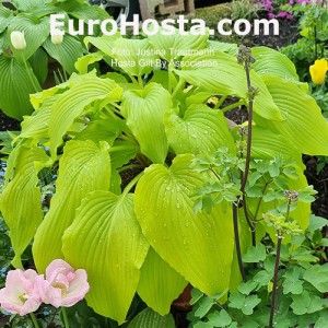 Hosta Gilt by Association - Eurohosta