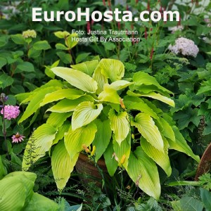 Hosta Gilt by Association - Eurohosta