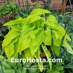 Hosta Gilt by Association - Eurohosta