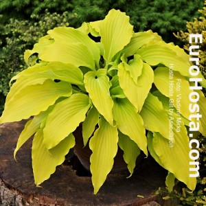 Hosta Gilt by Association - Eurohosta