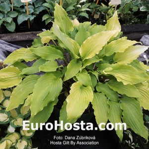 Hosta Gilt by Association