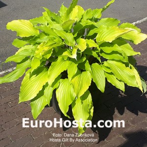 Hosta Gilt by Association