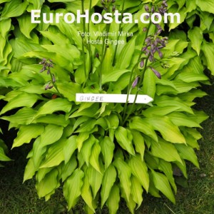 Hosta Gingee