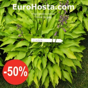 Hosta Gingee