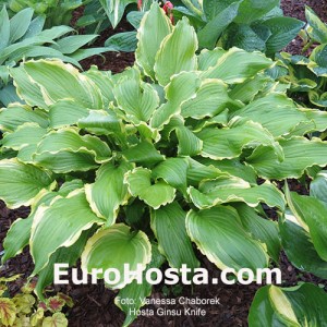 Hosta Ginsu Knife