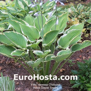 Hosta Glacial Towers - Eurohosta