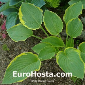 Hosta Glacial Towers - Eurohosta