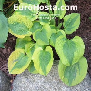 Hosta Glad Rags