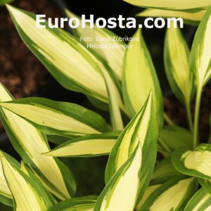 Hosta Glamour - Eurohosta