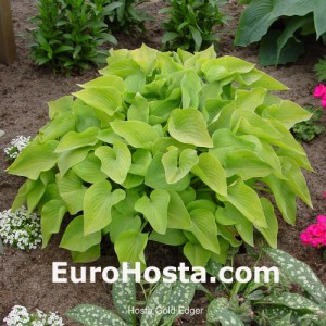 Hosta Gold Edger - Eurohosta