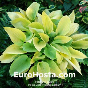 Hosta Gold Pressed Latinum