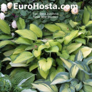 Hosta Gold Standard - Eurohosta