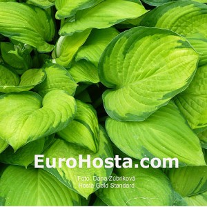 Hosta Gold Standard - Eurohosta