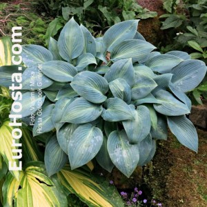 Hosta Goldbrook Glimmer